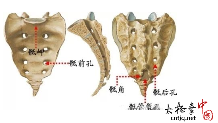 骶椎是生命之骨 脊椎之砥骨盆之控制中心